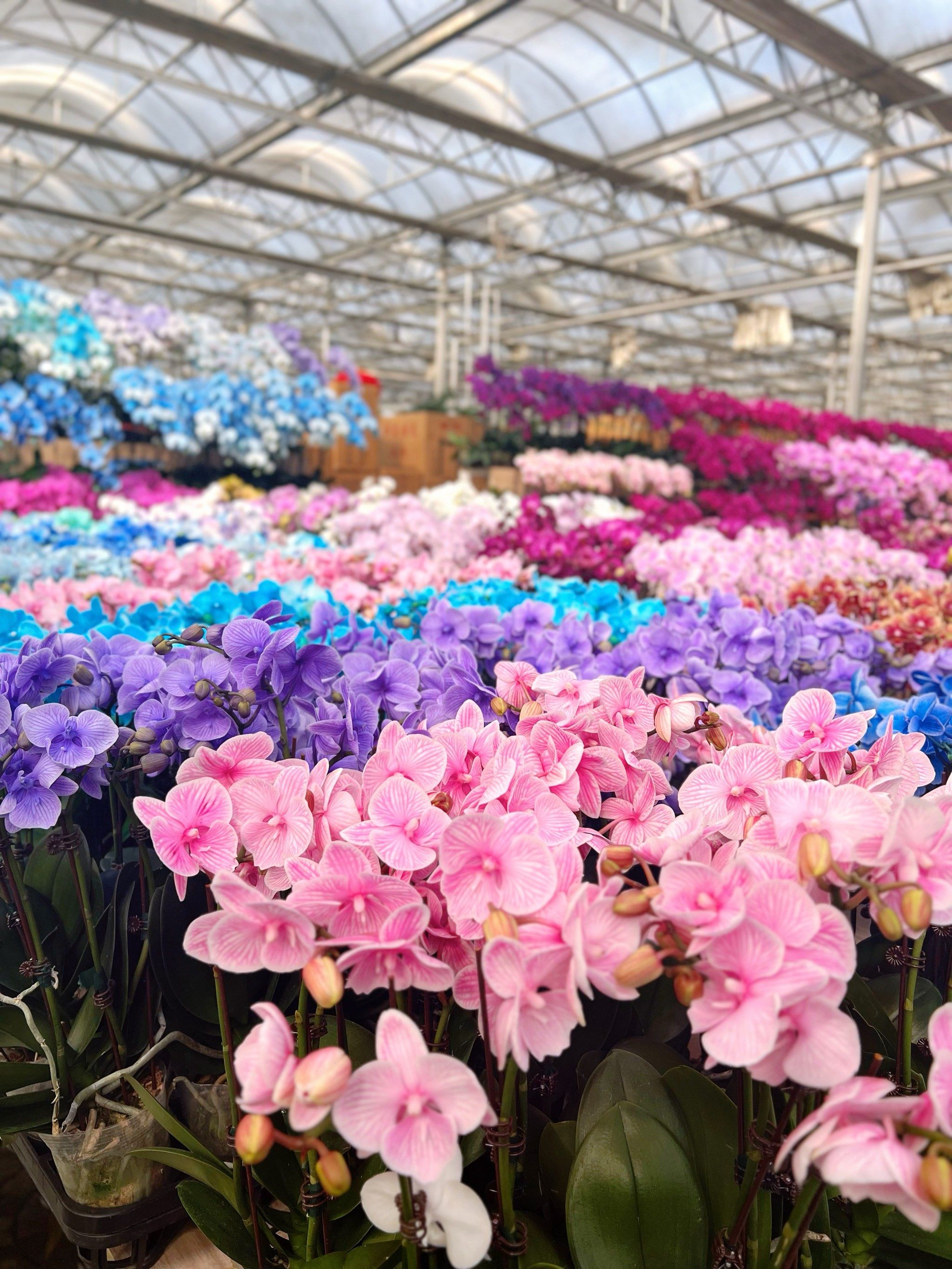 这个花卉市场一定要去逛啊