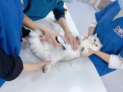 -康成宠物医院24H·CT·核磁共振