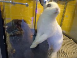 -神奇动物撸宠馆·羊驼·小浣熊·异宠(豫园店)