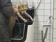 -瑞派申生动物医院·24H夜诊·国际动物医疗中心·骨外科(吴中路店)