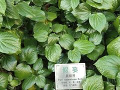 -广州神农草堂中医药博物馆