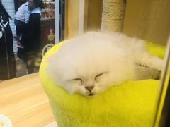 -猫的天空之城概念书店(苏州平江店)