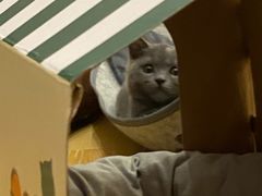 -猫咪派对(江南西店)