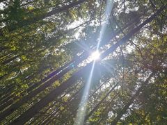 -黄海国家森林公园