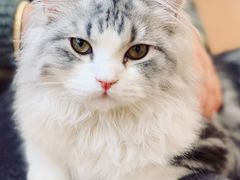 -猫腻·猫咖·撸猫馆(星光大道店)