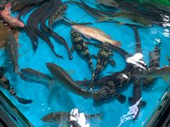 -都斛海鲜街