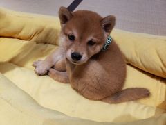 -逗柴咖啡屋·狗咖猫咖宠物桌游