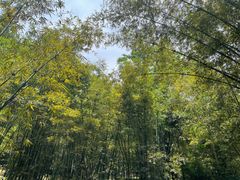 -蜀南竹海景区