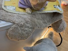 -COLOR PETS 撸猫馆·购猫·猫咖(长风大悦城店)