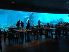 -海棠湾洲际-涛·海底餐厅·美人鱼·自助餐·海底隧道