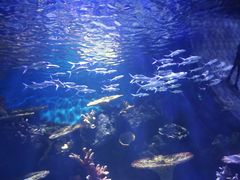 -华夏文旅海洋公园