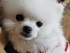 -唐小姐の猫狗洗护·购宠旗舰店(周浦万达店)