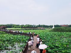 -荷塘月色湿地公园·向阳花洲