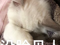 -lincat·猫舍(广州店)