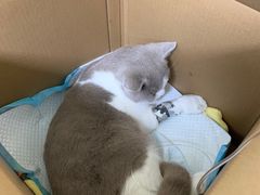 -希望动物医院(汉阳院)