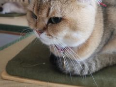 -猫在这儿猫咪咖啡馆·撸猫馆