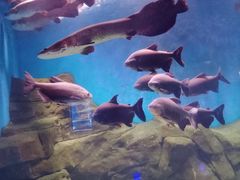 -石家庄海洋公园