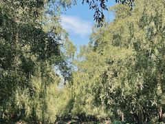 -大湾区中央湿地公园