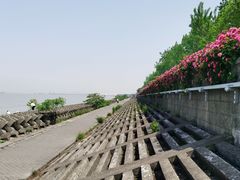 -上海滨江森林公园