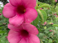 -松山湖梦幻百花洲