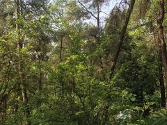 -铁山坪森林公园