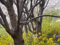 -古柏渡飞黄旅游区