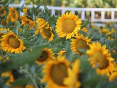 -玄武湖景区-情侣园游乐场