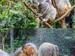 -广州长隆野生动物世界