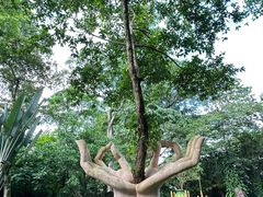 -瑞丽独树成林风景区