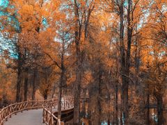 -金塔沙漠胡杨林景区