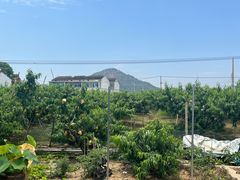 -老袁家蜜桃农场·阳山水蜜桃