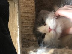 -猫腻·猫咖·撸猫馆(星光大道店)