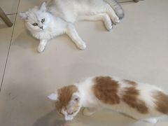 -平行世界·猫咖(首经贸店)