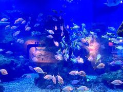 -海合安武汉极地海洋公园