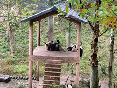 -中国大熊猫保护研究中心雅安碧峰峡基地