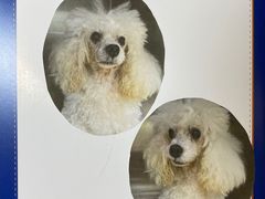 -美联众合动物医院·24h转诊中心