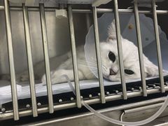 -中农国际动物医院24小时·猫科·骨科·急重症中心