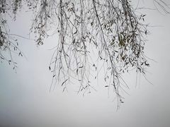 -阳宗海湿地