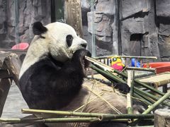 -栾川竹海野生动物园