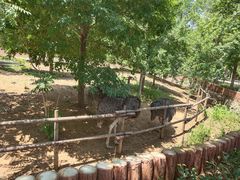 -石家庄市动物园