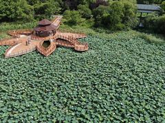 -顾村公园