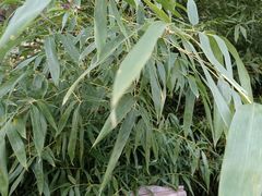-呀路古热带植物园