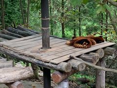 -都江堰中华大熊猫苑