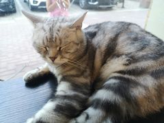 -平行世界·猫咖(首经贸店)