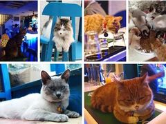 -Sirena海妖日咖夜酒