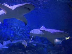 -烟台海昌鲸鲨海洋公园