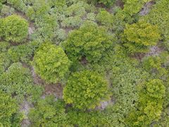 -北海金海湾红树林生态旅游区