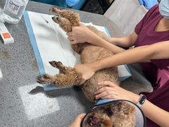 -宠颐生斯嘉宠物医院·急重症·心内科(谷阳北路分院)