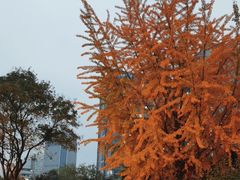 -四川大学(华西校区)