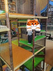 -卡通尼·Safari非洲探索乐园·生日会(金桥国际商业广场店)